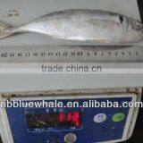 New Frozen Horse Mackerel 20-25cm 23cm up 25cm up