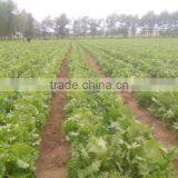 Zhangbei Lettuce thumbnail-1