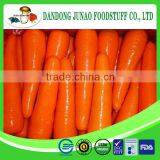 New Season Bulk Chinese Carrot in Fresh