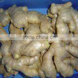Yellow Color Fresh Ginger thumbnail-5