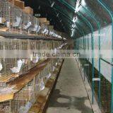Low Cost Plastic Tunnel Greenhouse for Used Poultry Farm thumbnail-3