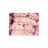 New Crop Garlic thumbnail-2