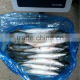 200-300G Sea Frozen Pacific Mackerel thumbnail-2