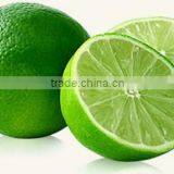 CONCENTRATED FROZEN PERSIAN / TAHITI LIME JUICE 400 GPL (New Season 2016) thumbnail-2