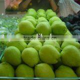 China Early su Pear Green Pear Green su Pear thumbnail-4