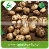 Fresh Potato Price per Ton