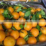 Jiangxi Navel Orange