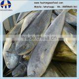 China Frozen Mahi Mahi Whole Round 1-2kgs thumbnail-1