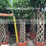 Ficus Cage Ficus Benjamina High 110-200cm thumbnail-3