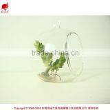 New Art Succulents Mini Succulent Glass Pot Succulent thumbnail-2