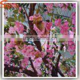 New Design Indoor Life Size Artificial Trees Plastic Cherry Blossom Branches for Wedding Decoration Cherry Tree thumbnail-2