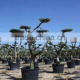 Olea Europaea "Pompon" Large Young Skin Trunk thumbnail-2