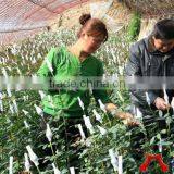 10*1cm White PE Plastic Sleeve Netting for Rose Flowers thumbnail-3