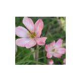 Podophyllotoxin 99% HPLC thumbnail-1