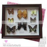 Dried Real Frame Real Butterfly thumbnail-5