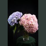 Big hydrangea flowers home water - fed gift flower arrangement more green