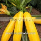 Yellowbeauty 4 Chinese Yellow Smooth Skin Hybrid Squash Seeds
