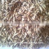 Cumin Seed Indian Origin thumbnail-3