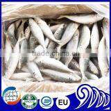New Landing Frozen Round Scad Small Eye Horse Mackerel For Tuna Bait thumbnail-2