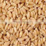 Animal Grade Wheat