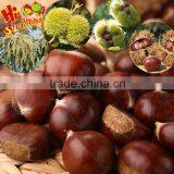 Chinese Chestnut thumbnail-4