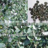 Tender Tasted for Livestock Lablab Bean Seeds thumbnail-1