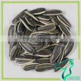 Roasted Iran Sunflower Seeds thumbnail-5