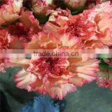 Carnation Cut Flowers thumbnail-4