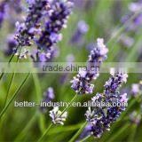 150L Gas Heating-type Lavender Essential Oil Steam Distillation on Sale thumbnail-1