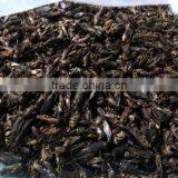 Freeze Dried Crickets, Bird & Reptiles Pet Food thumbnail-3