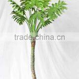 Wholesale Indoor Use Bonsai thumbnail-2