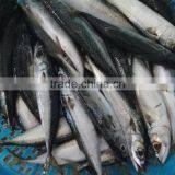 Hot Sale Fish Frozen Pacific Mackerel Whole thumbnail-1