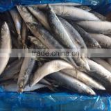 best price frozen mackerel fish