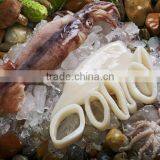 Frozen Squid Tube U5 thumbnail-1