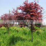 Acer Palmatum thumbnail-2