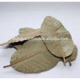 DRIED GUAVA LEAVES thumbnail-1