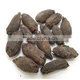 Clove Mother, Clove thumbnail-1