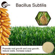 Bacillus Subtilis thumbnail-4