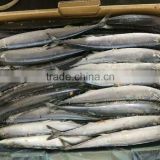 2016 new catching frozen pacific saury whole round