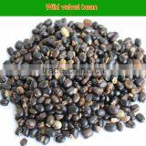 L-dopa 98% From Thailand Mucuna Pruriens Seeds thumbnail-2