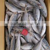 Horse Mackerel HGT thumbnail-3