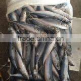 80-150g Frozen Pacific Mackerel for Canning thumbnail-5