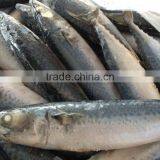 Frozen Mackerel Fish Frozen Fresh Seafood thumbnail-1