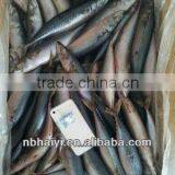 the New Catching Frozen Pacific Mackerel Was Coming 2013.7.9 thumbnail-3