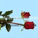 Wholesale Love Roses Flowers Fresh Flowers Black Magic Rose With 20stems/bundle From Yunnan Aibaba Com thumbnail-2