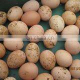 High Quality Egg Cleaning Machine,egg Washing Machine thumbnail-5