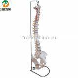 BIX-A1009 Life-Size Vertebral Column ,spine With Pelvis Model thumbnail-3