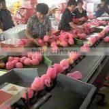 Orang Sorter Machine/ Mandarin Orange Sorting Machine/ Apple Grading Machine thumbnail-2