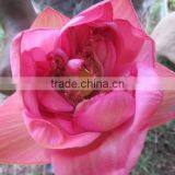Fresh Lotus Flower Importers in Malaysia / Singapore / Dubai / Canada / US thumbnail-2