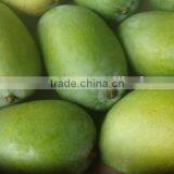 Global GAP Certified White Chaunsa Mango 100% Traceable